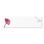 Gerbera Daisy Bumper Sticker bumper stickers