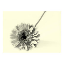 Gerbera Daisy Business Cards