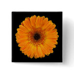 Gerbera Daisy Pinback Buttons