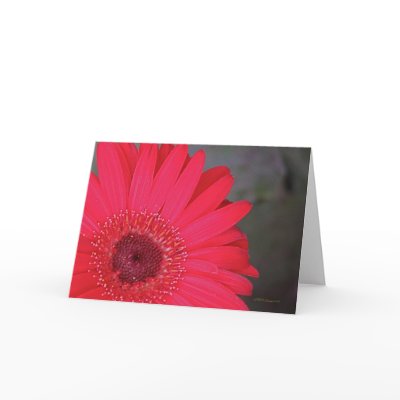 Gerbera Daisy Card by angelspiritme