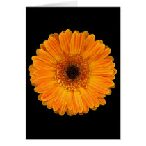 Gerbera Daisy Greeting Card