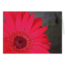 Gerbera Daisy Card