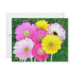 Gerbera Daisy Colours invitations