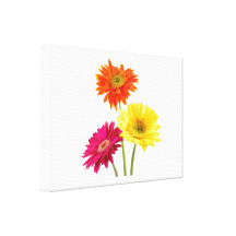 Gerbera Daisy Delight Gallery Wrapped Canvas