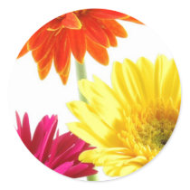 Gerbera Daisy Delight