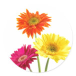Gerbera Daisy Delight stickers
