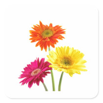 Gerbera Daisy Delight