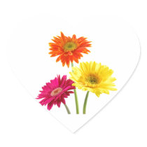 Gerbera Daisy Delight