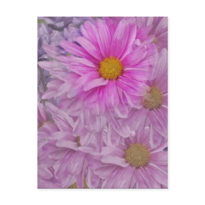 Gerbera Daisy Floral Postcard Post Card by GrandmaDee