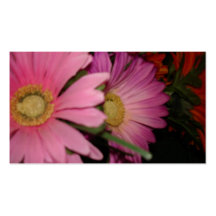 Gerbera Daisy Garden Business Card Template