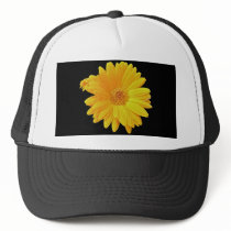 Gerbera Daisy (Gerbera hybrida) - Yellow Trucker Hat