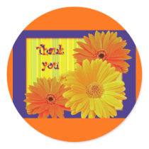 Gerbera Daisy (Gerbera hybrida) - Yellow Stickers