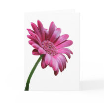 Gerbera Daisy Greeting Card
