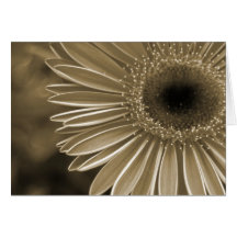 Gerbera Daisy in Sepia Cards