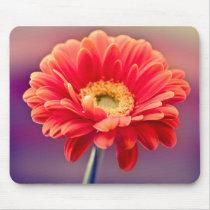 Gerbera Daisy