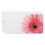 Gerbera Daisy
