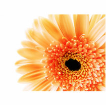 Gerbera Daisy