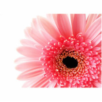 Gerbera Daisy