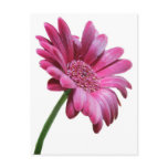 Gerbera Daisy Postcard