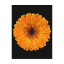 Gerbera Daisy Post Card