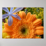 "Gerbera daisy" poster posters