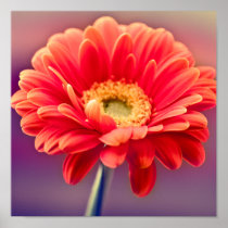 Gerbera Daisy