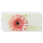 Gerbera Daisy rack cards
