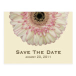 Gerbera Daisy Save The Date Postcard
