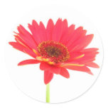 Gerbera Daisy Stickers