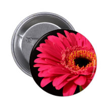 Gerbera in pink