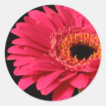 Gerbera in pink round stickers
