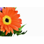 Gerbera On White Background photo sculptures