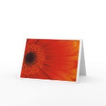 Gerbera - Orange cards