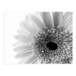 Gerbera Post Card