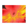 gerbera postcards