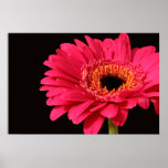 Gerbera print