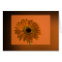 Gerbera with frame cards