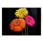 GERBERAS GALORE 2 GREETING CARDS