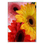 gerberas galore greeting card