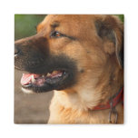 German Akita Square Magnet