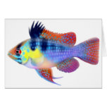 German Blue Ram Dwarf Cichlid Card