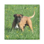 German boxer magnets