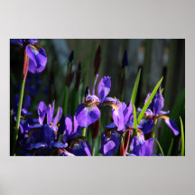 German Iris Poster