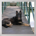 German Shepard Dog posters