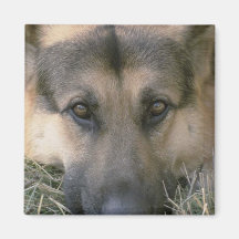 German Shepard Magnets