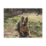 german shepard post card
