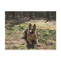 german shepard post card
