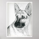 German Shephard 1 Poster