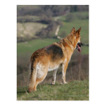 German Shephard Looking Down Hill Post Card