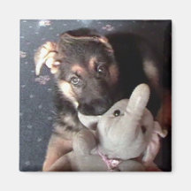 German Shephard Puppy Magnet